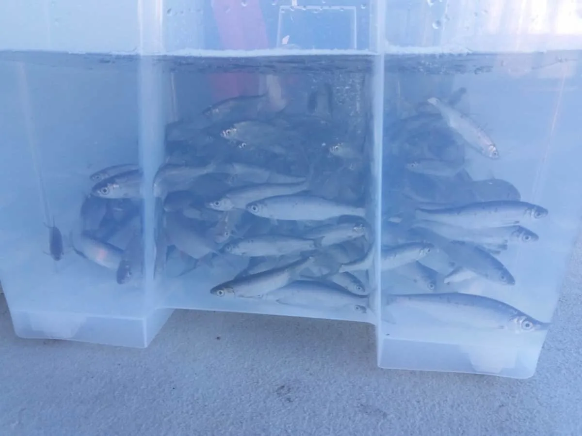 a container filled with water and a few hundred live baits for predator fishing