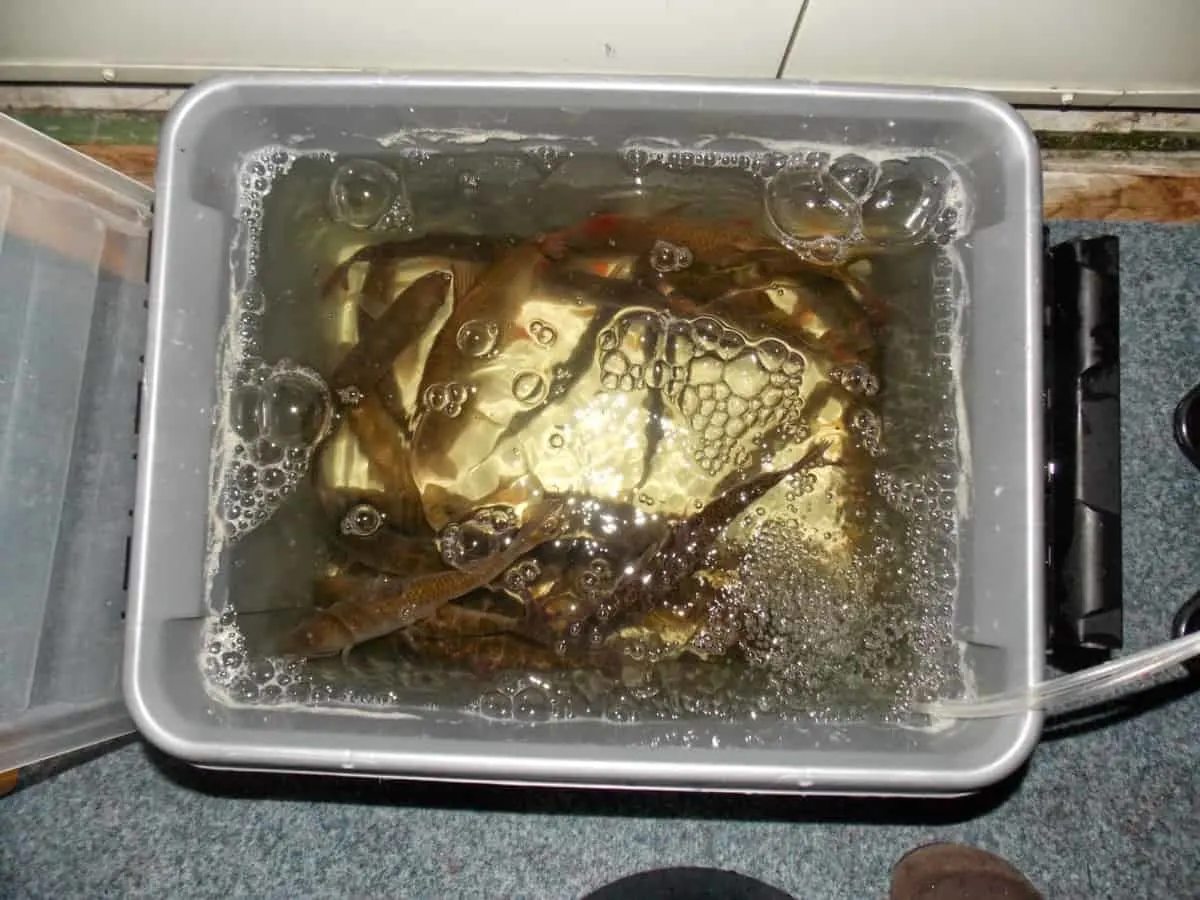 a container with live bait fish for pike fishing