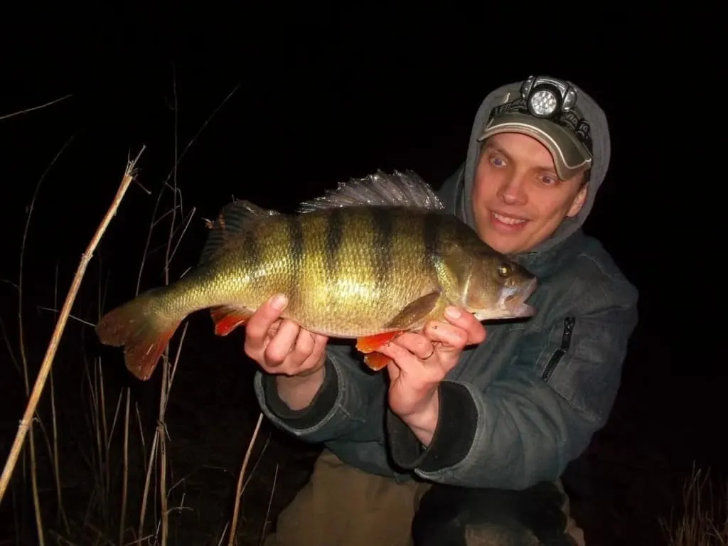 a happy angler with a big perch that he has caught on a lure at night