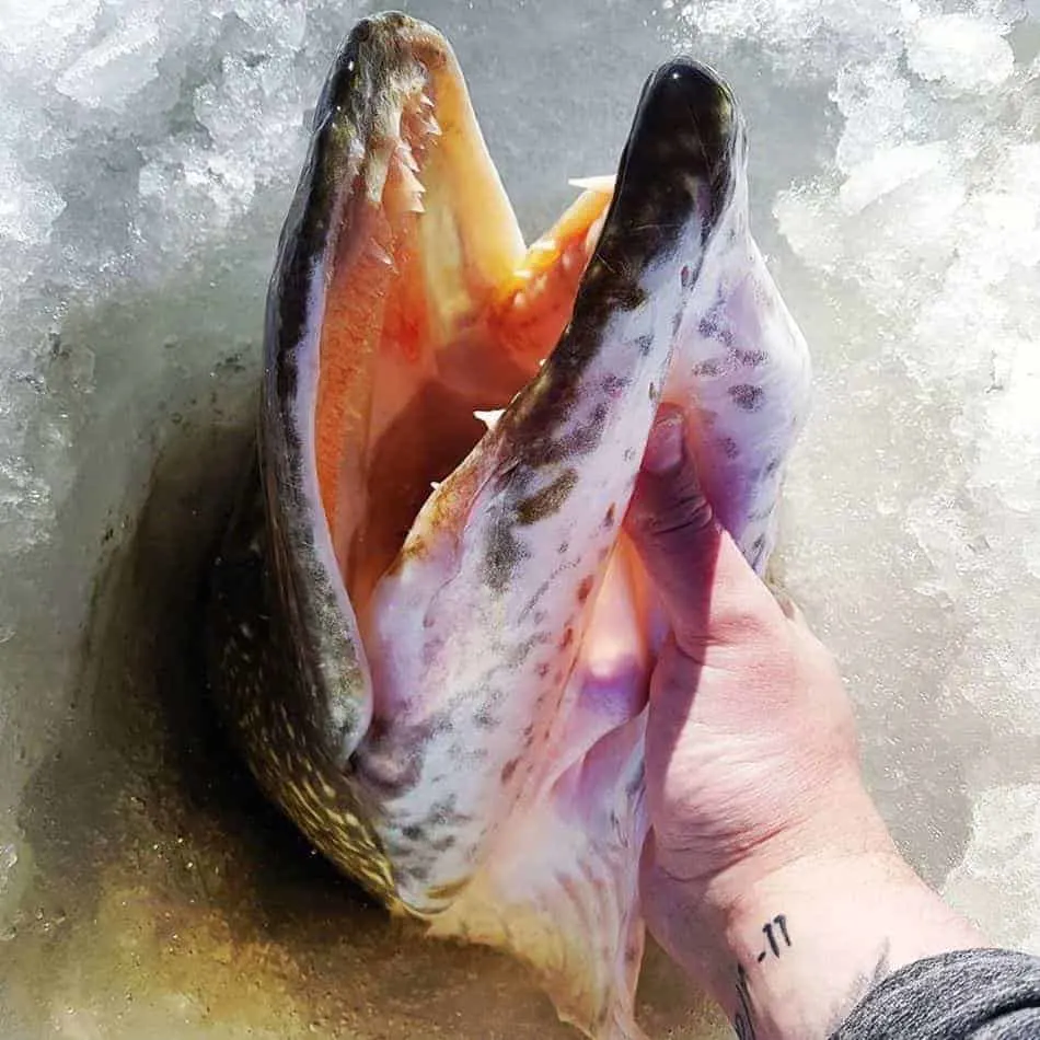 a fisher landing a big pike through the ice with his hand