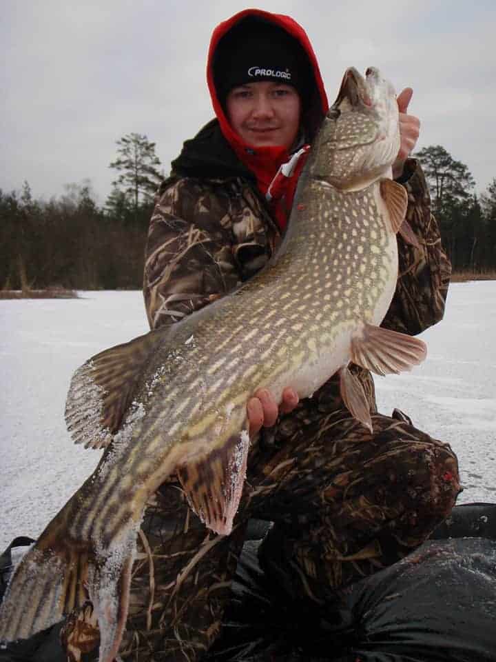 a fisherman on the ice holding a long northern pike that he has caught on live bait