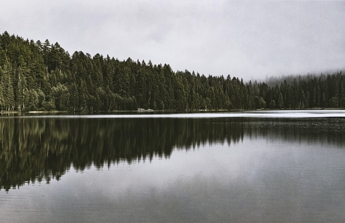 an image of a forest lake on a cloudy day