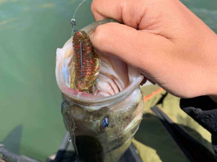 Largemouth Bass in Muddy Water (Best Lures and Colors)