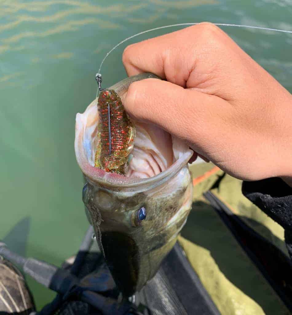 Largemouth Bass in Muddy Water (Best Lures and Colors)