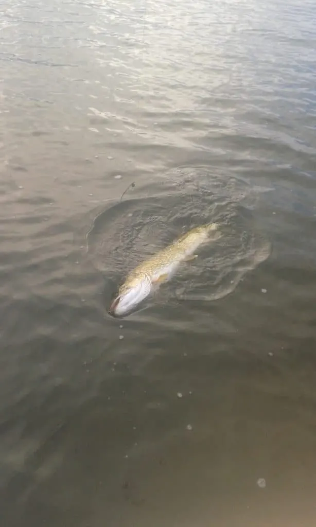 float fishing for saltwater pike