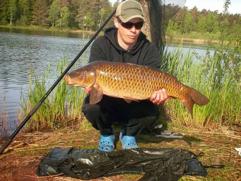 an angler on a lake holding a big and beautiful common carp