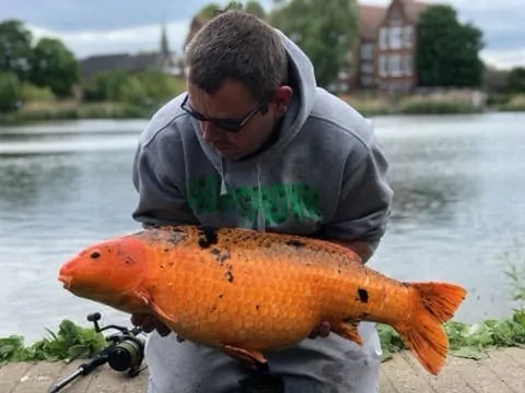 a British angler on a river holding a big and orange koi carp