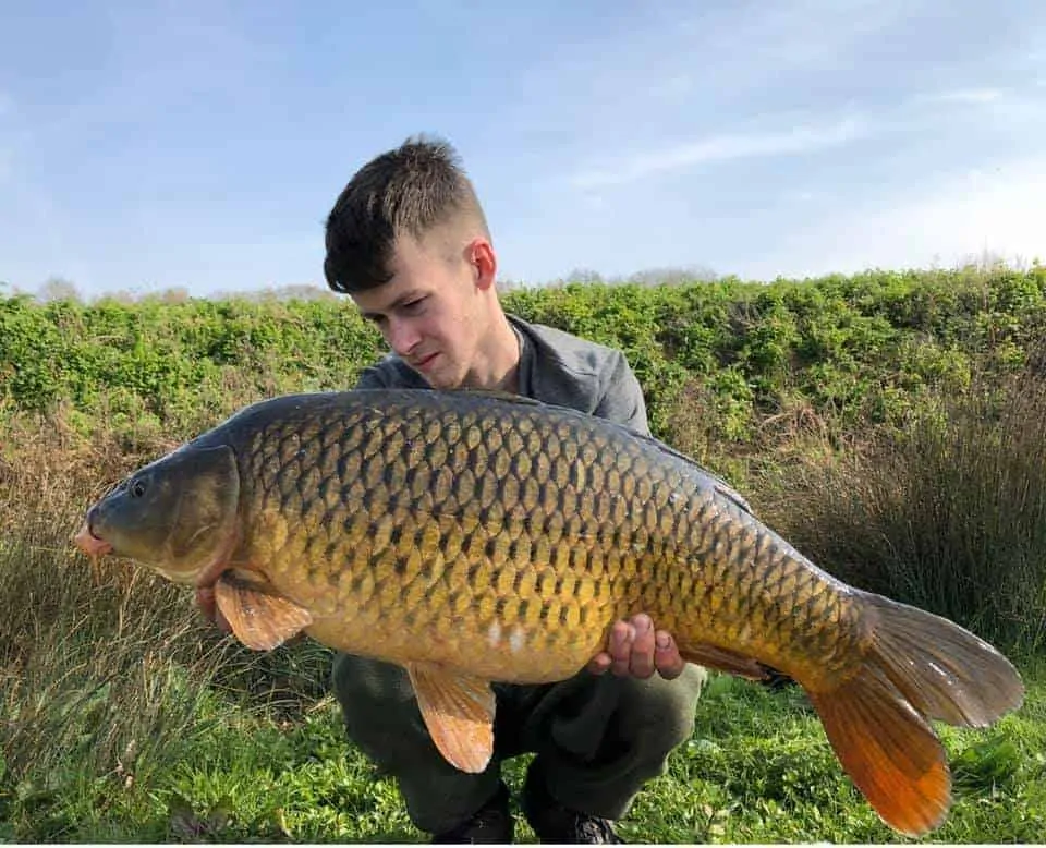 a fisherman holding a giant and fat English common carp