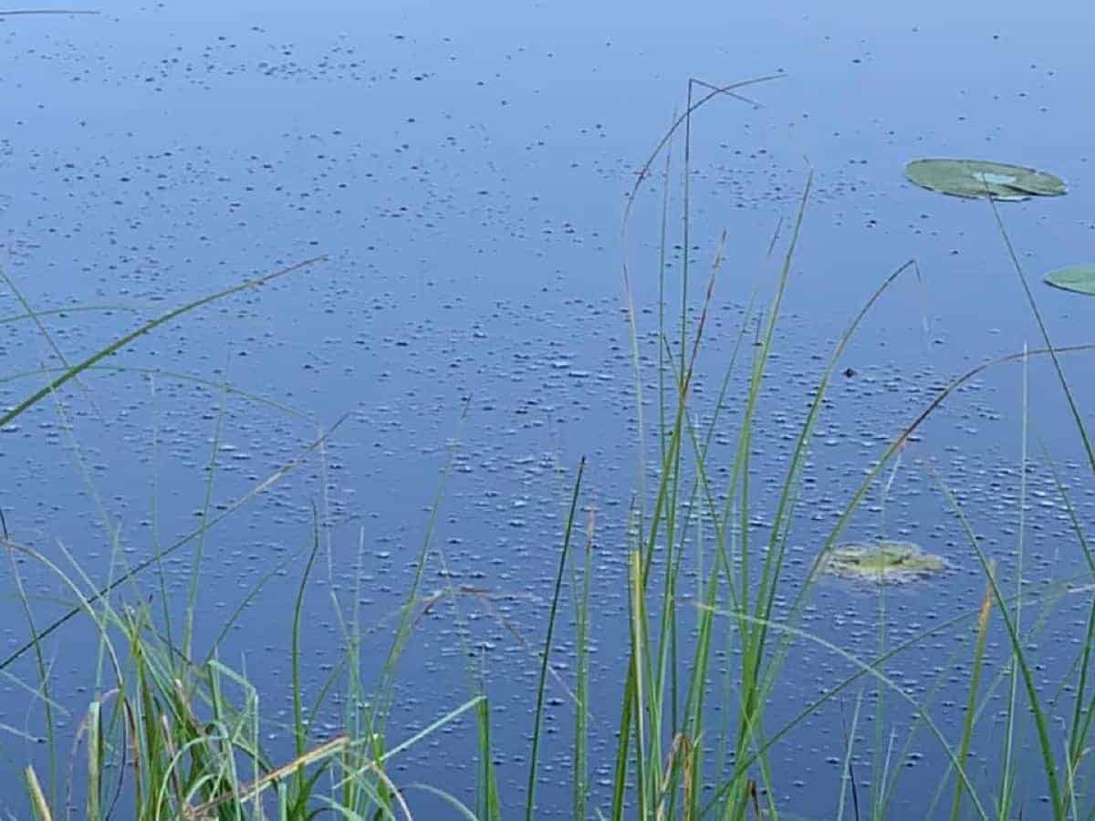 lots of crucian carp feeding bubbles on lake surface