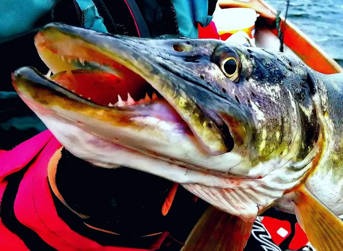 a predator angler on a boat holding a big pike that he has caught on a spinner bait