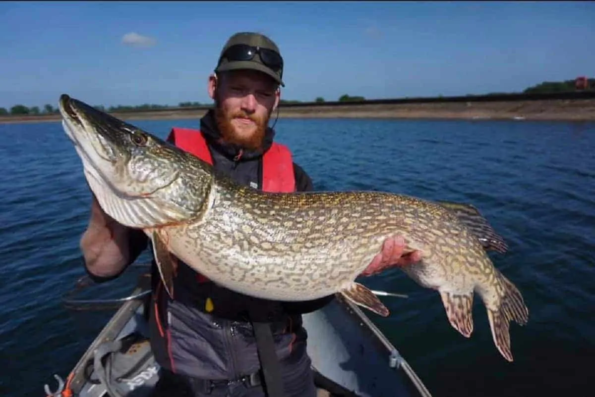 a fisherman in a boat holding an enormous northern pike that he has caught while lure fishing.