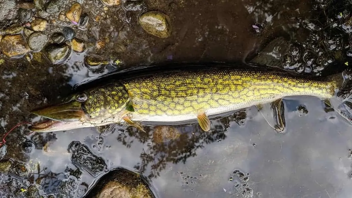 An image of a chain pickerel lying on the ground.