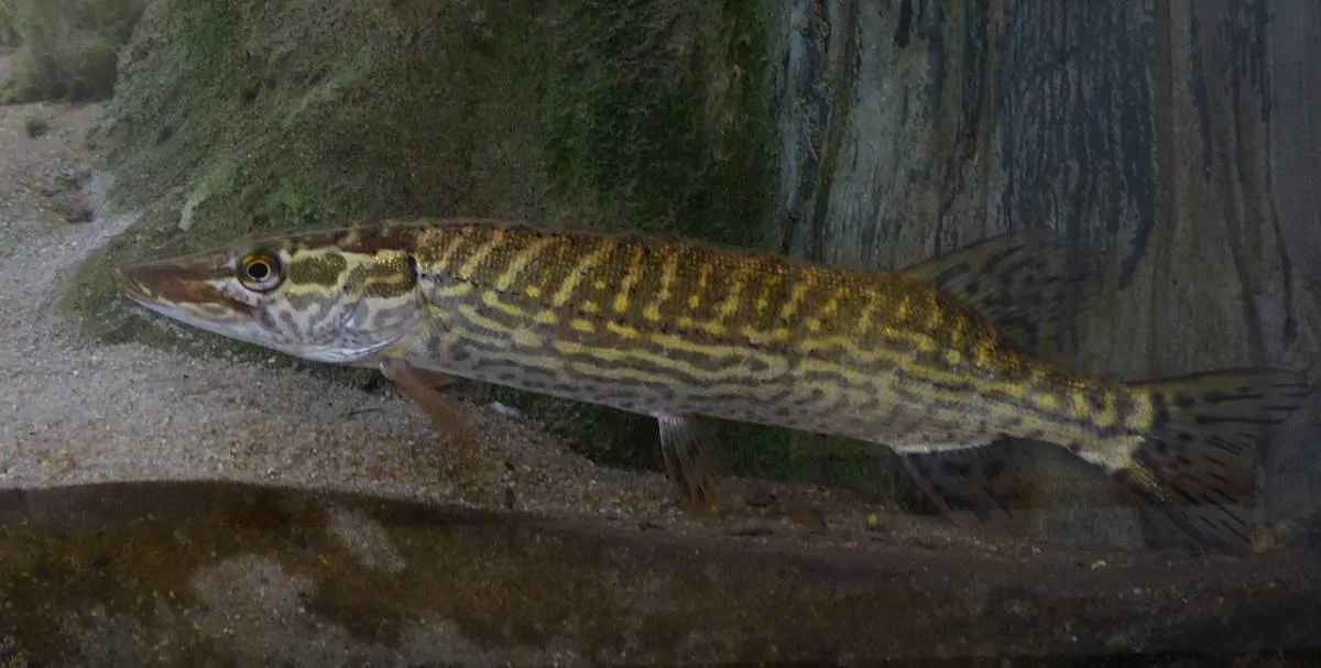 an image of a southern pike in an aquarium.