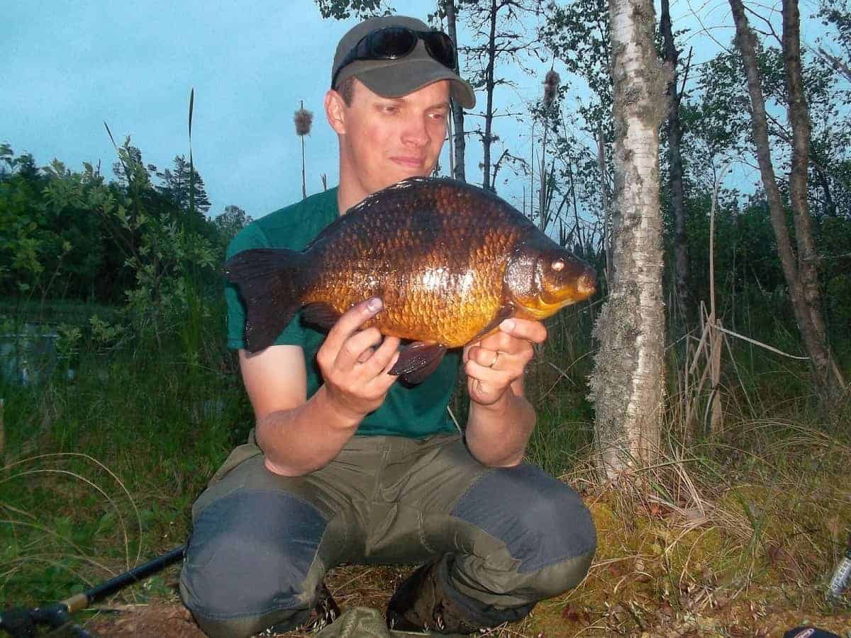 an angler on a forest lake holding a giant crucian carp that he has caught on the float