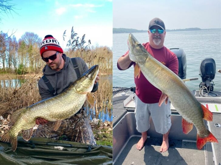 Pike vs. Musky (How Are They Different?)