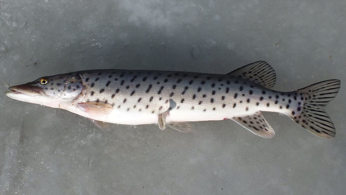 An image of the East Asian Amur Pike lying on the ice.