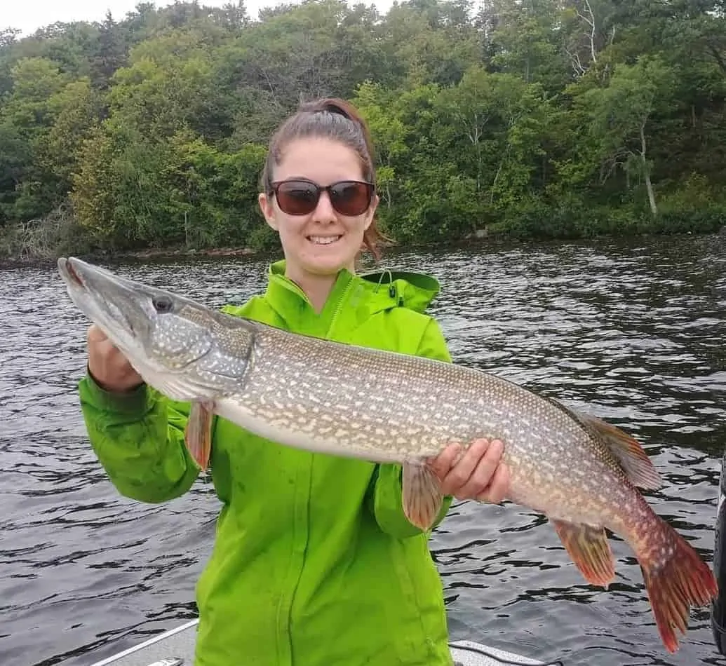 A female angler in a boat on a lake holding a big northern pike on a cloudy day.