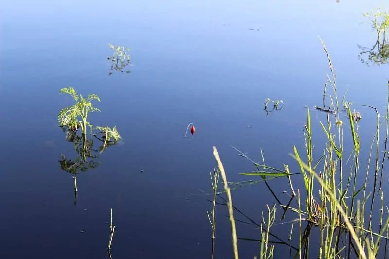 a slip bobber with a 3-hole bobber stop in the water between reeds and vegetation.