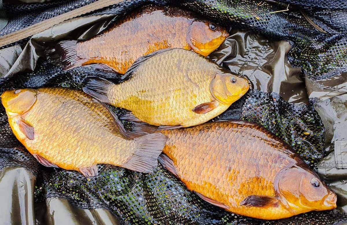 Crucian Carp (Facts and Mysteries About Them)