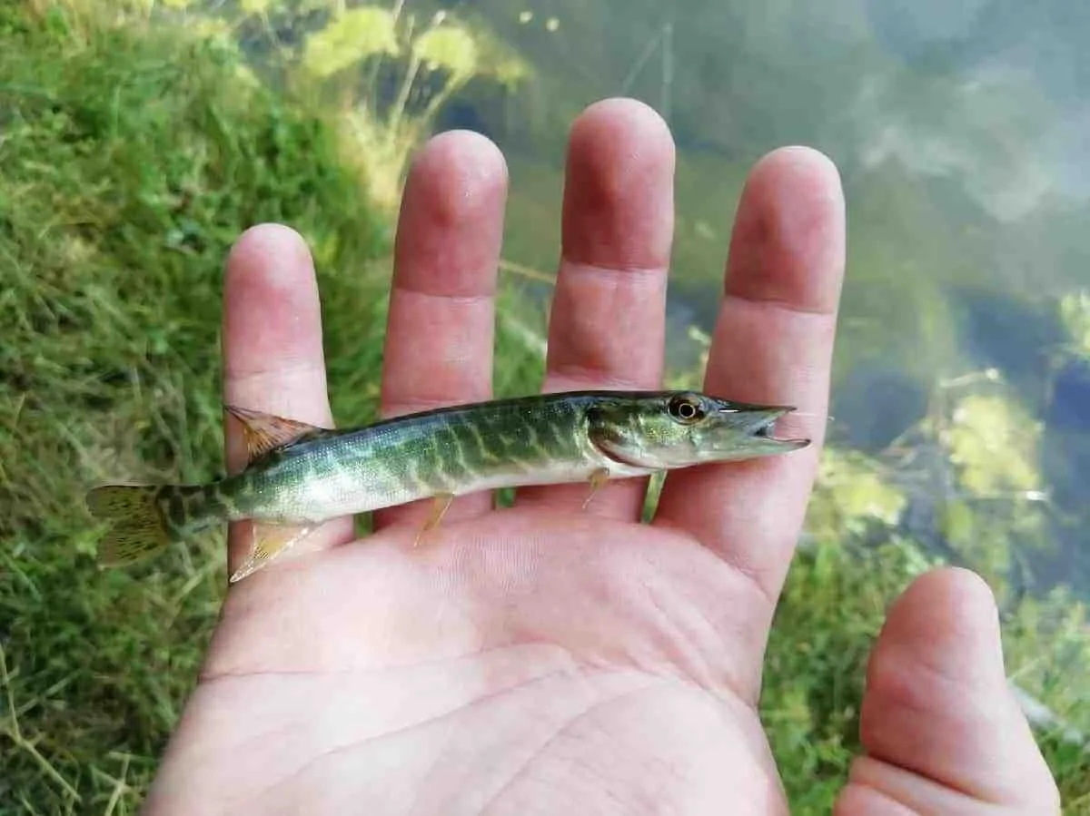 An angler holding a juvenile northern pike in his hand before reasling it back into the water.