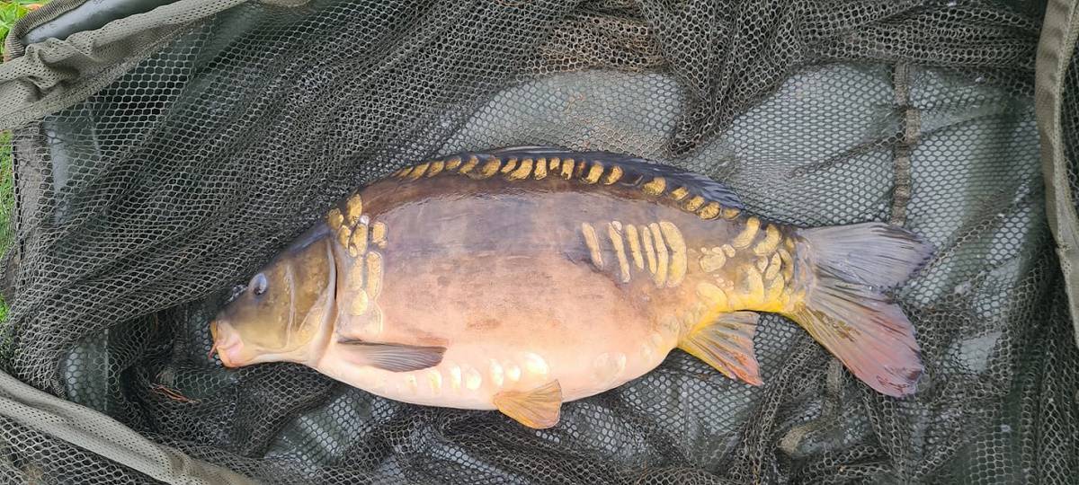 Mirror Carp (Complete Guide With Facts and Photos)