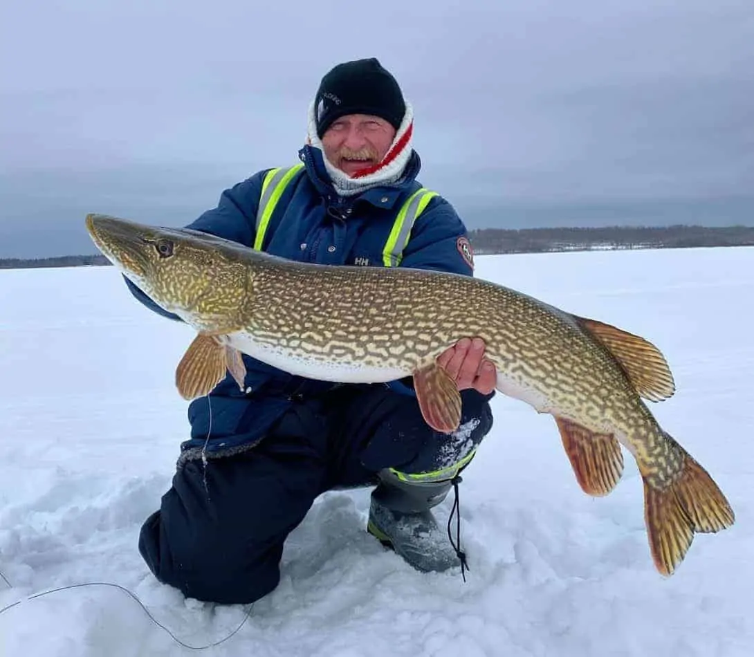 A fisher ice fishing for northern pike holding a big winter pike that he has caught on a tip up and a live minnow on a frozen lake covered with snow.