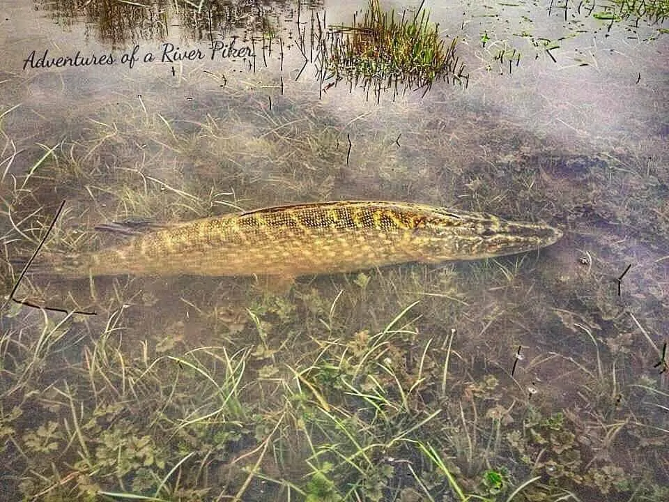 a beautifully colored pike showing its back in shallow water.