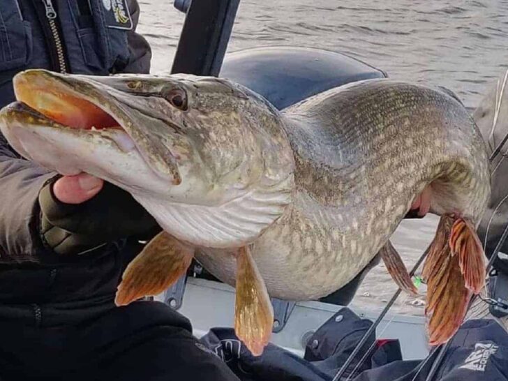 Discover the Mighty Northern Pike: A Species Guide