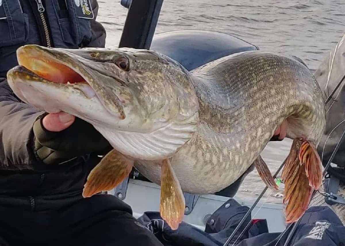 Northern Pike (Pike Fish Facts and Pictures)