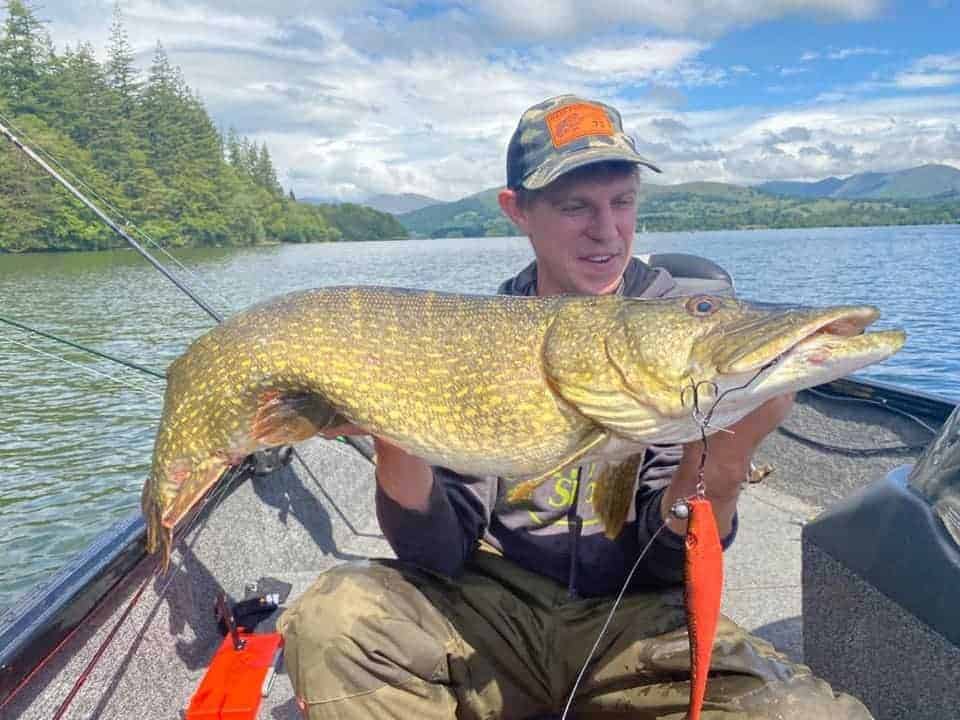 A fisher spin fishing for northern pike holding a giant pike that he has caught on a softbait and a thick fluorocarbon leader.