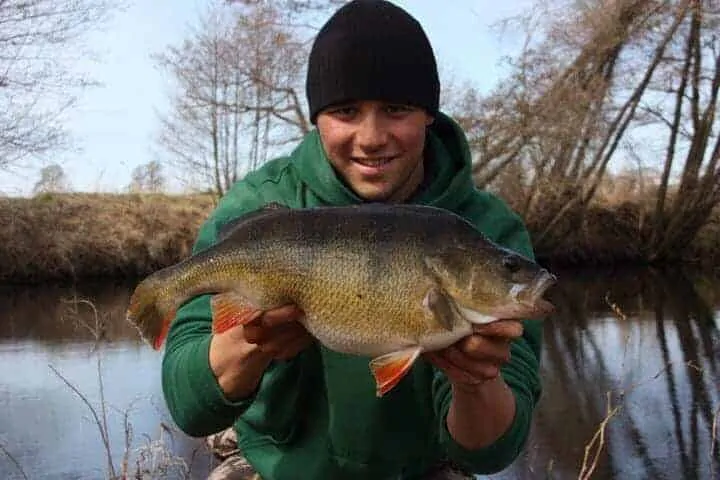 a specimen angler holding a giant and fat female perch full of eggs.