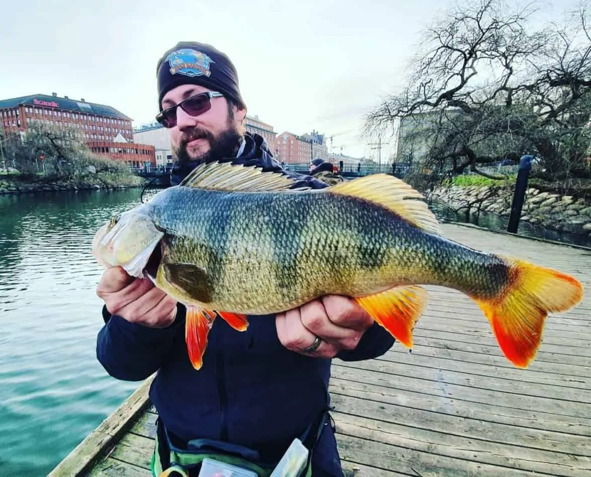 an angler fishing in an urban environment holding a big perch that he has caught on a spinnerbait