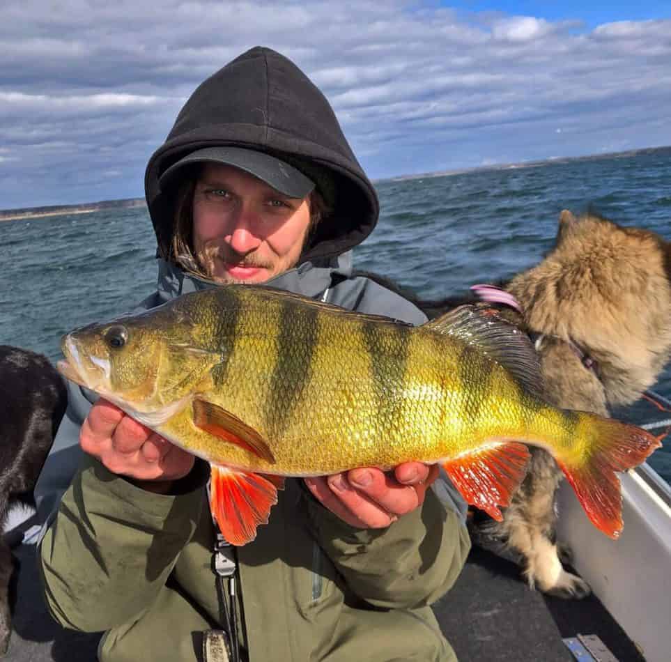 a perch fisherman holding a beautiful perch that he has caught on a small shad.