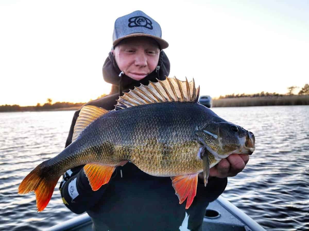 a fisherman on his boat holding a huge perch that he has caught on a small crankbait