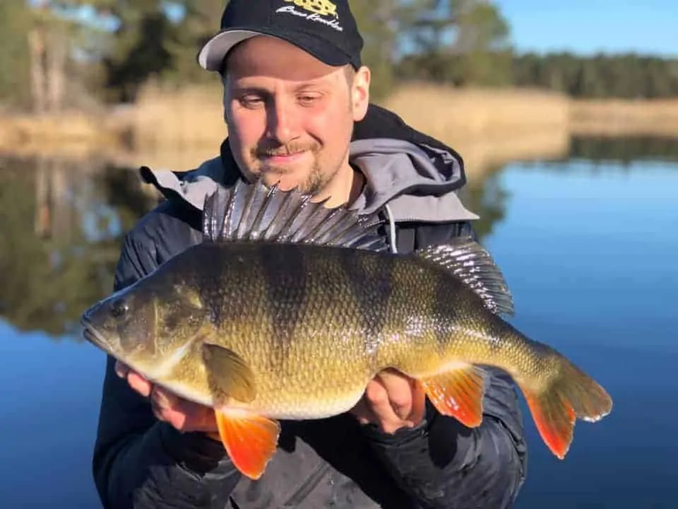 a happy angler holding a gigantic perch that he has caught on a float and live bait rig