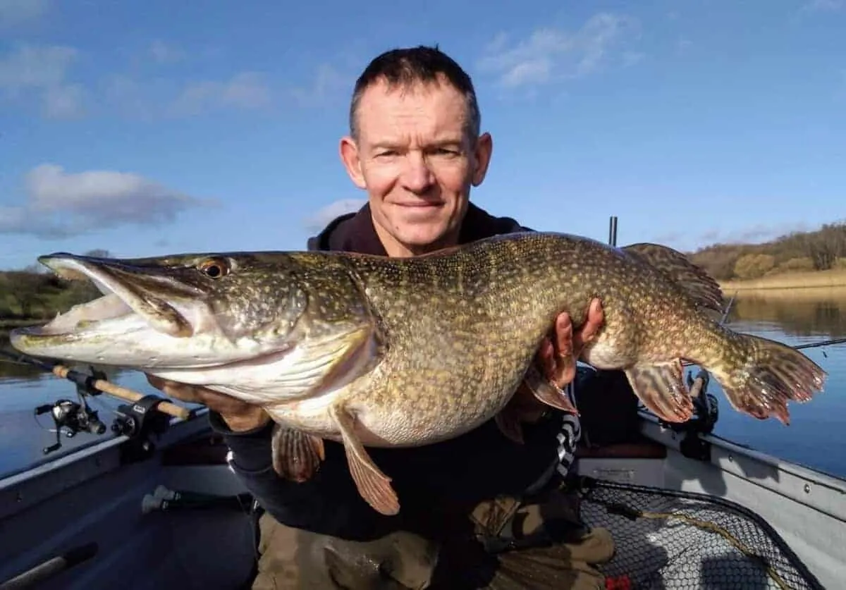 a predator angler holding a big spring pike that he has caught trolling from his boat