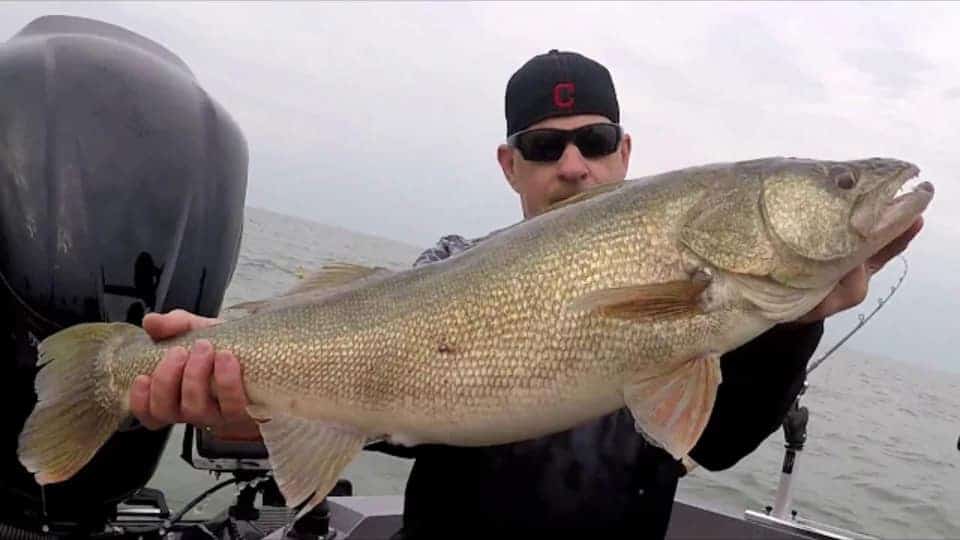 A fisherman with a very big walleye that he has caught from his boat on a big lake