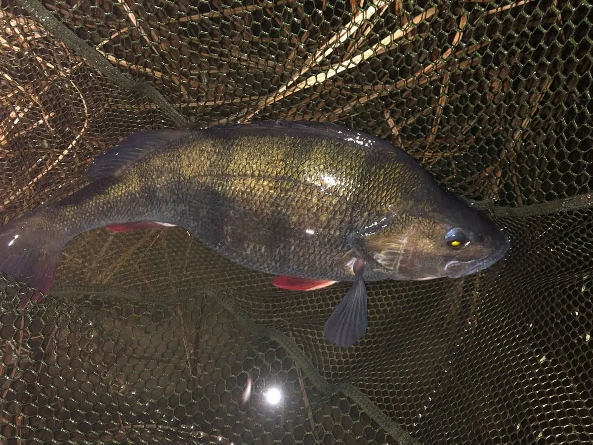 a big perch in a landing net that has been caught on a small softbait during a night fishing trip