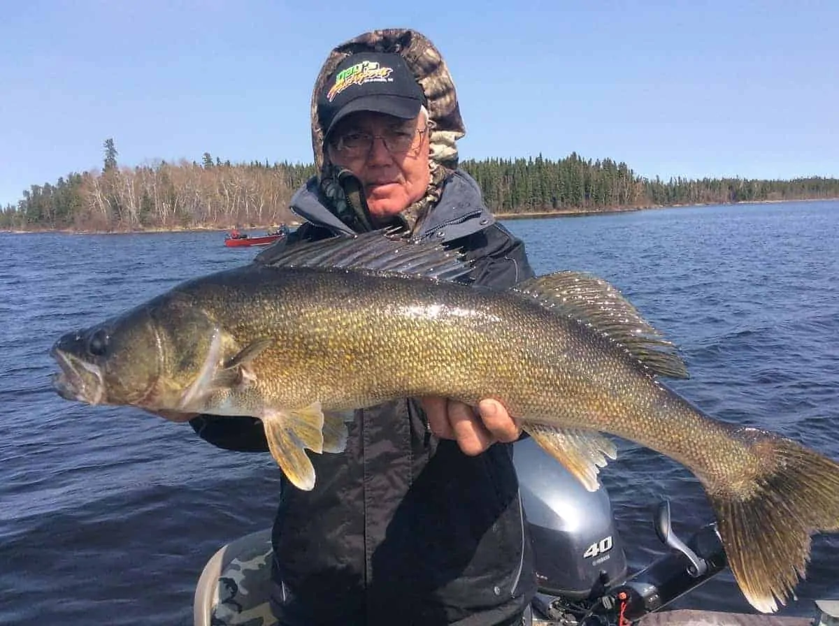 a fisherman holding a big walleye that he has caught on a lure and a fluorocarbon leader.