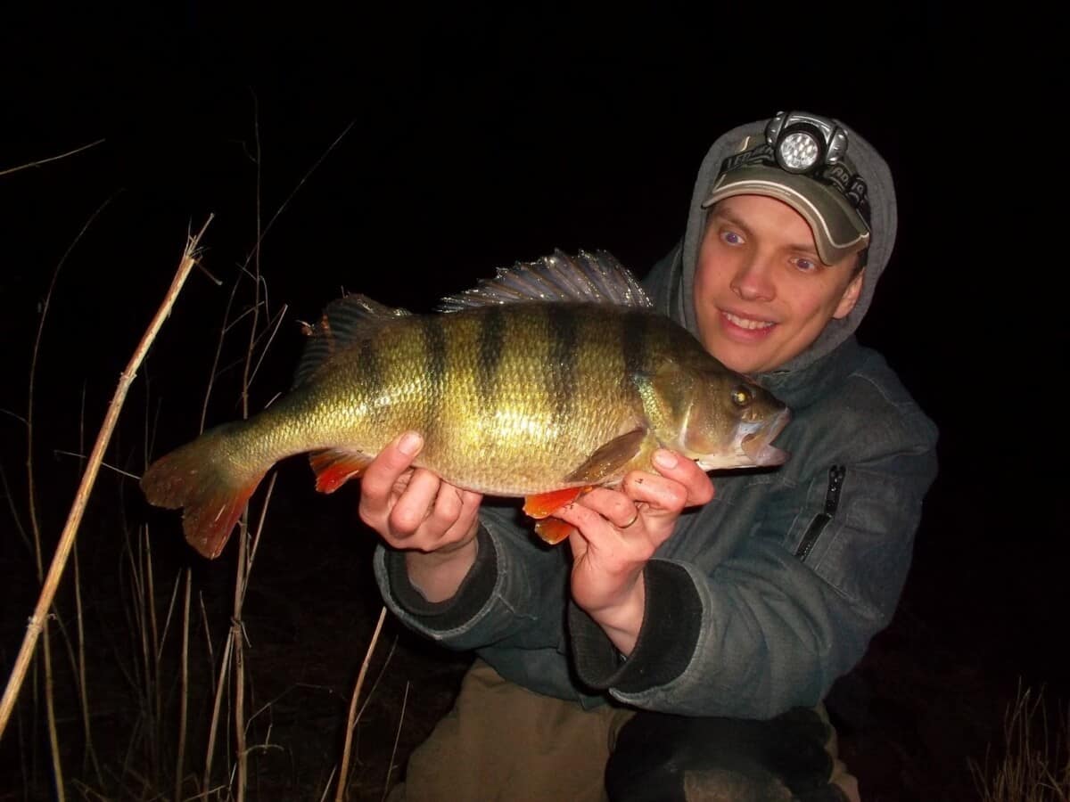 a happy angler holding a big perch that he has caught on a softbait at night