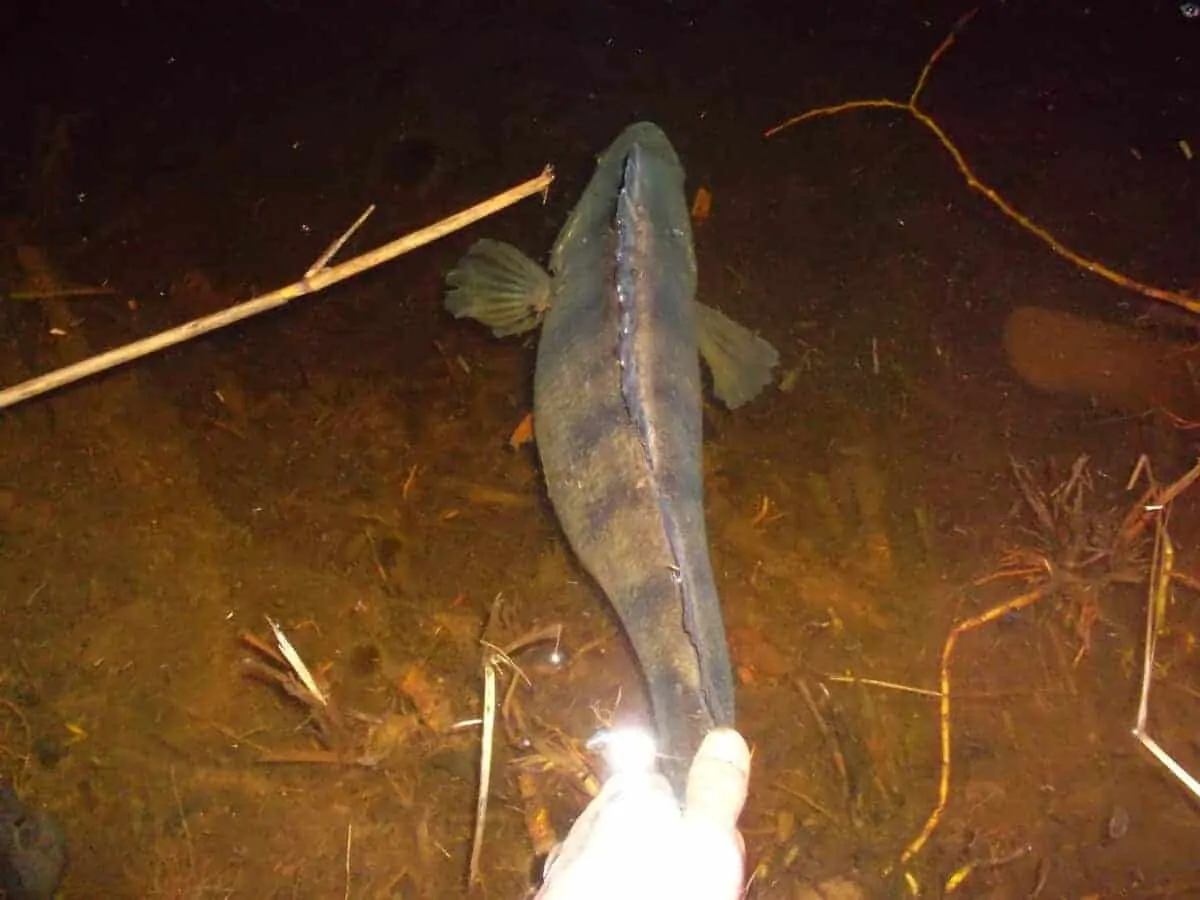 a big perch getting released back into the water during a night fishing trip