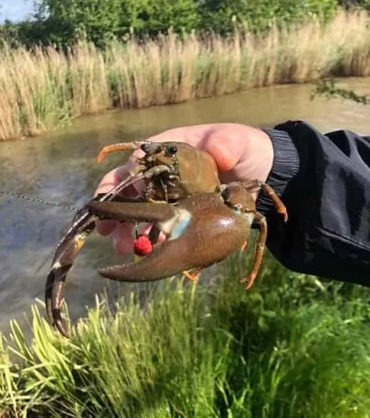 a carp angler holding a cray fish that has taken his boilie