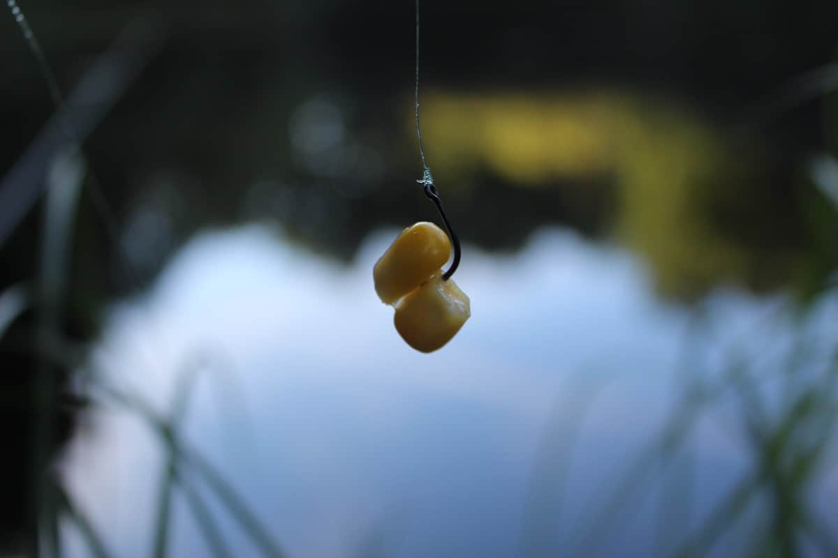 a pair of sweetcorn on a size 10 wide gap hook for fishing the lift method