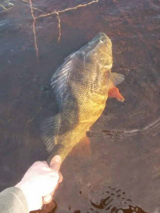 How Big Are Perch in Europe?