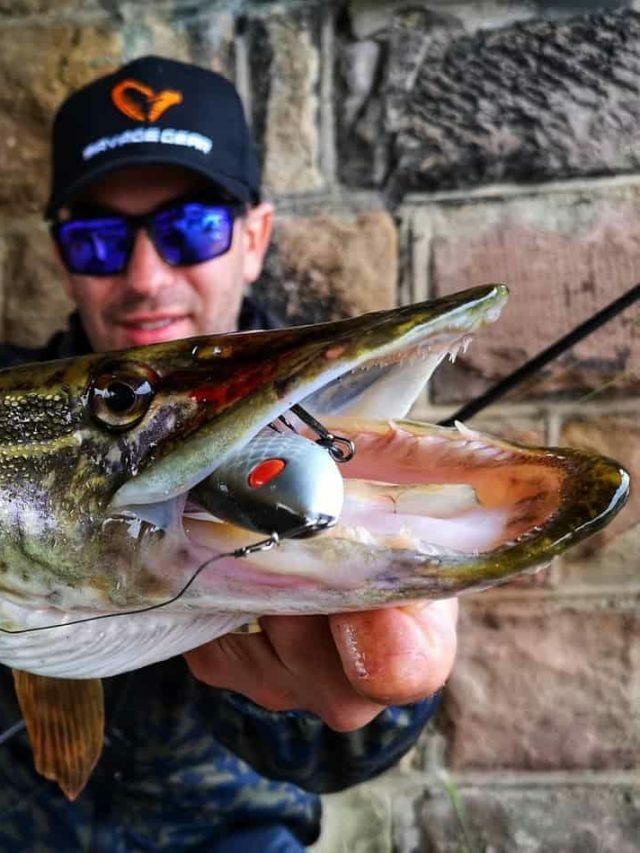 What Do Northern Pike Feed On?