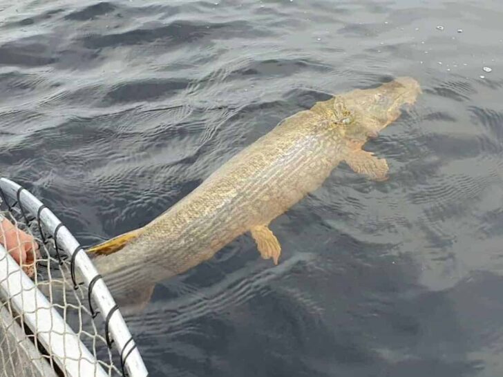 What Is The Best Time of Year to Catch Pike?