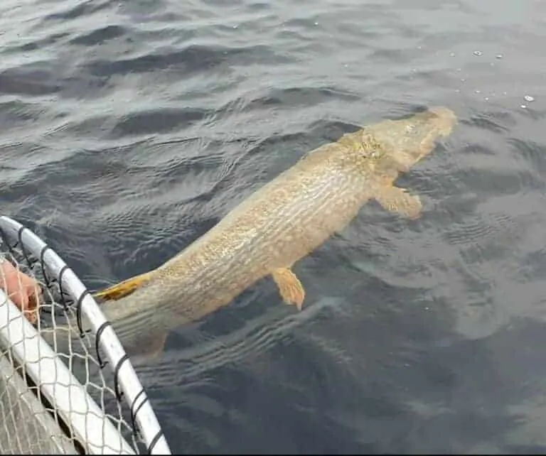 a giant fall northern pike being released back into the water