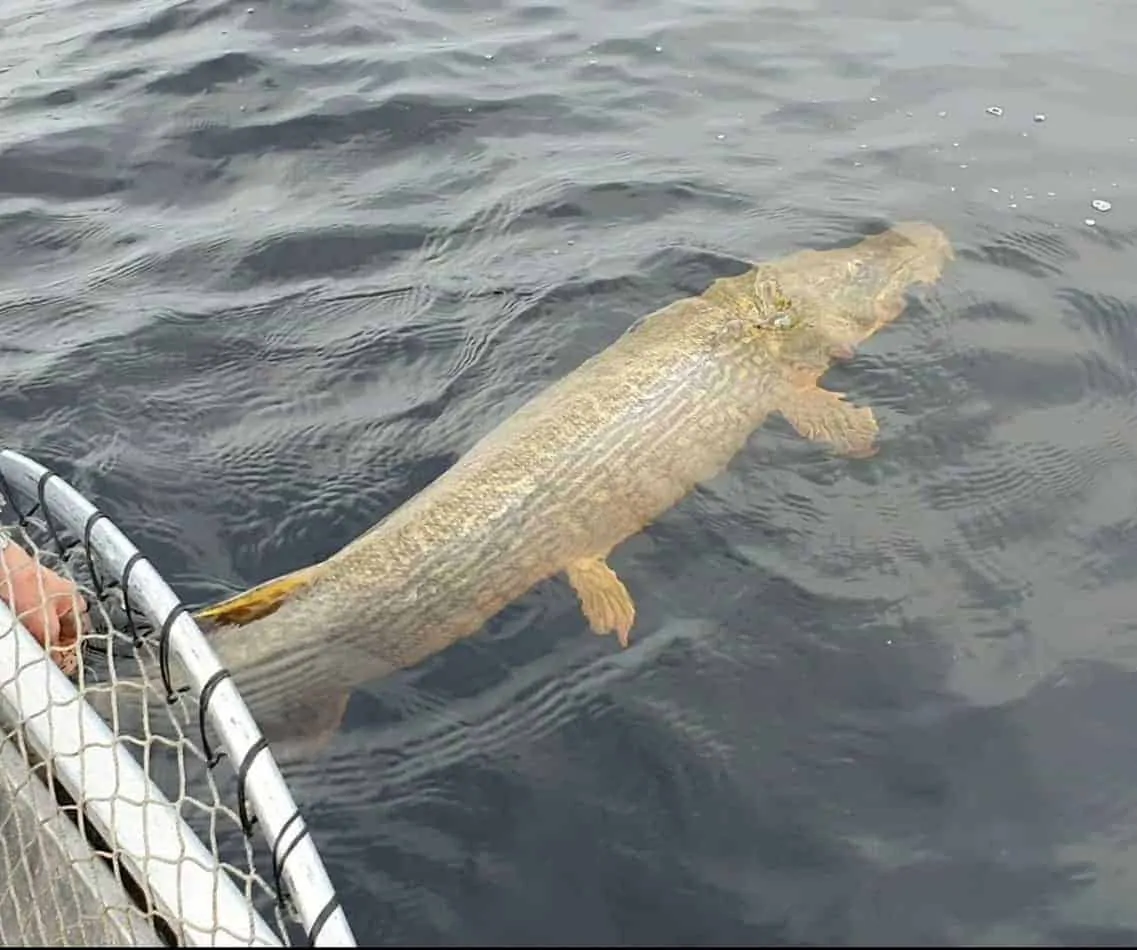 a giant fall northern pike being released back into the water