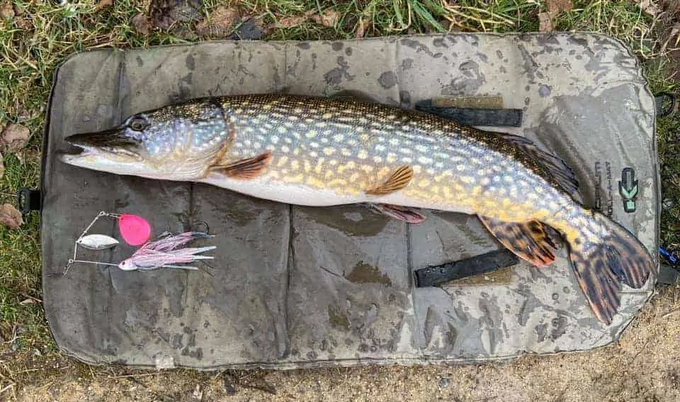 a nice pike on an unhooking mat next to a pike fly
