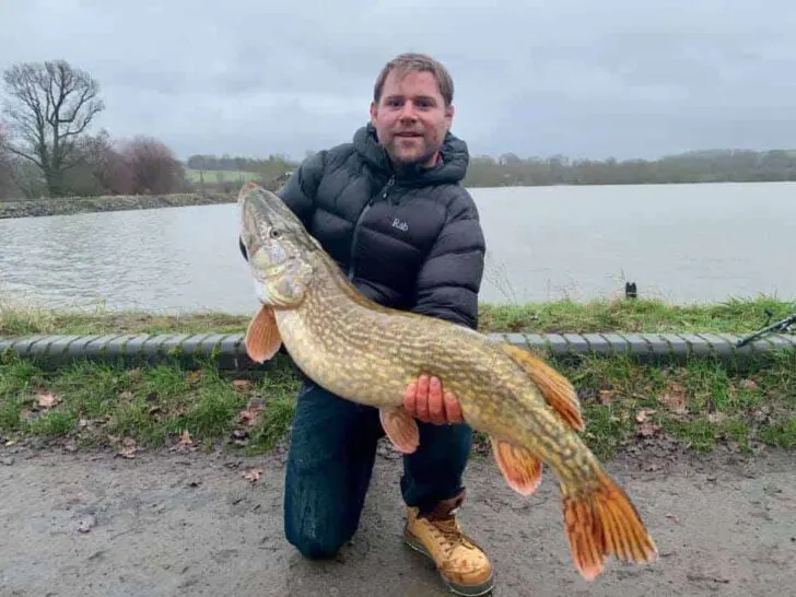 a predator angler on a lake holding a giant coldwater pike